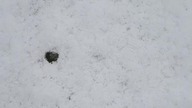 COBI SAAB GRIPEN #shorts #bricks #cobi #tank #lego @PewDiePie #sweden #snów #winter