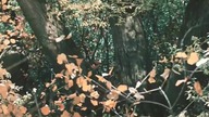 Dersu Uzała 1975 lektor pl