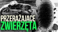 10 PRZERAZAJACYCH ZWIERZAT