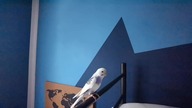 2020-08-01 nowy latający zwierz mojego syna Jakuba, nazwał go Chatot...