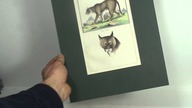 Der Puma - rycina z 1857 roku