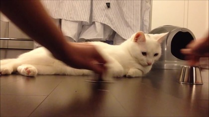 Kotek lotek