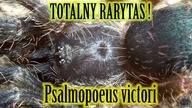 Psalmopoeus victori  od SPIDERSHOP.PL! UNPACKING