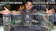 Dwie dorosłe samice Poe i ich nowe domki  Poecilotheria metallica, Poecilotheria miranda.