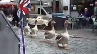 Parada