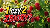 Czy to ma sens? Maliny jesienne na zbiór letni.