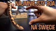 NOWE TERRARIA DLA BOA I MEXI CORNA 