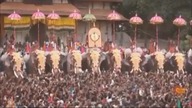LiveLeak - Elephants went crazy