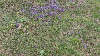 #shortsFiołki opanowały mój ogródek