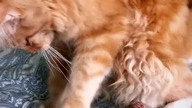 Wesołych Świąt od Eryka #mainecoon #cat #catlover #wielkanoc