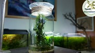 Terrarium w słoju a może las w słoiku ?