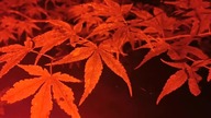 Arboretum Nocą.  Góra Trojak.  Lądek-Zdrój