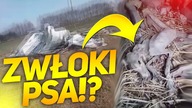 MÓJ WIDZ ZNALAZŁ ZWŁOKI PSA!? - ZNALEZISKA WIDZÓW 11