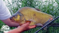 ZŁOTE LESZCZE SPOD NÓG - DRUŻYNOWY FEEDER