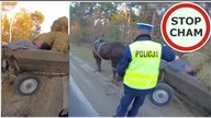 Pijany 62 letni woźnica miał w organizmie 3 promile alkoholu #976 Wasze Filmy