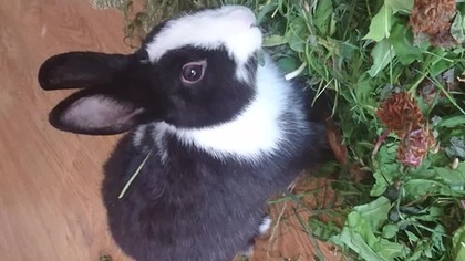 Zobaczcie tego głodomorka  Królik + mniszek  miłość