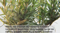 1 Roślina którą kupisz od razu po obejrzeniu tego filmu! - Niesamowite WŁAŚCIWOŚCI