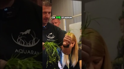 Niesamowita roślina trawnikowa: Repens w akcji! 