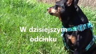Moje ślimaki wodne brotia herculea