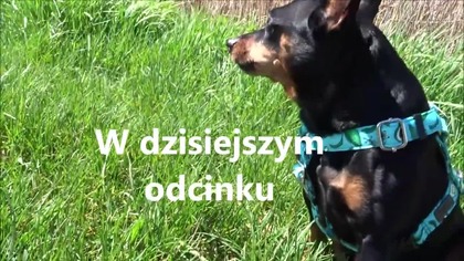 Moje ślimaki wodne brotia herculea