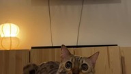 Lalala