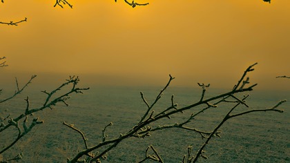 Poranna eksploracja: Mgliste dźwięki porannego pola