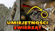 11 NIESAMOWITYCH UMIEJĘTNOŚCI ZWIERZĄT
