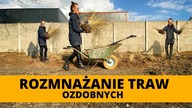 Rozmnażanie TRAW OZDOBNYCH Jak i kiedy rozmnożyć miskanta rozplenicę turzycę i inne trawy?