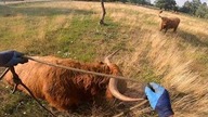 Nowe sztuki w stadzie.  Vlog z farmy