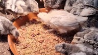 Bon Appetit kurczaki #chicken