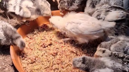 Bon Appetit kurczaki #chicken