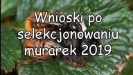 Hodowla murarki  - wnioski i plany sezon 2018/2019